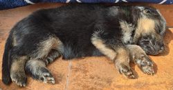 Gsd purebred puppies