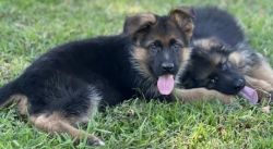 German Shepherd pups available
