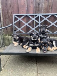 Purebred German Shepherd puppies for sale!
