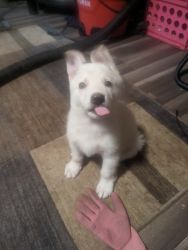 white German Shephered Puppy with Blue Eyes with papers