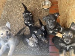 German shepherd/husky puppies for sale