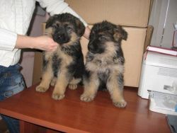 Cute German Shepherd Puppies