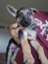 Female German shepherd puppy for sale