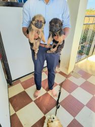 Top quality, heavy bone bushy coat GSD puppies for sale