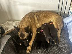 Puppies for a new loving home