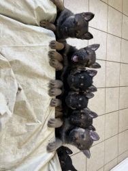 6 week old German Shepherd puppies
