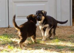 two cute german shepherd puppies ( xxx) xxx-xxx8