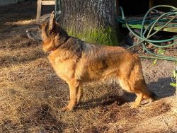 Female German Shepherd - For Pet Homes or Breeding