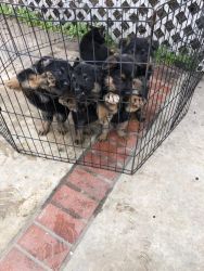 German Shepared for sale