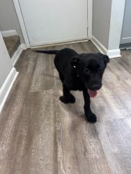 German Shepard/black lab puppy for sale !