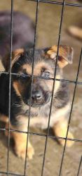 German Shepherd puppies ready for forever homes