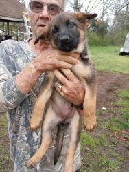 Puppies need. Home Reg German Shepard