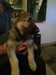 German Shepard Puppy for sale