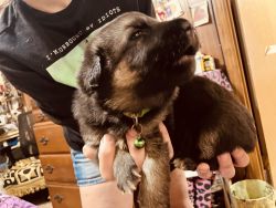 Akc Registered GSD puppies, 3 weeks old, 5 boys and 4 girls