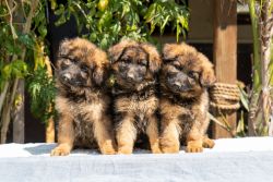 German Shephered Puppies Looking For New Homes!
