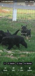 Akc german Shepherd puppies