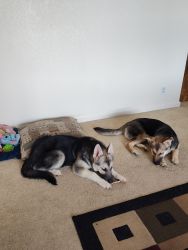 2 girls need a home