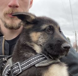 12 week puppy German shepherd