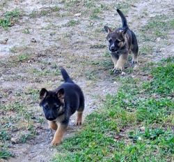 Full breed German Shepard puppies