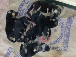 female german shephred puppies for sale