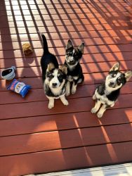 3 German Shepherd mix for sell