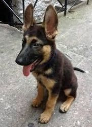German Shepherd Puppies for Sale now or never.