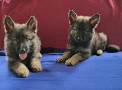 Full bred German Shepherd puppies