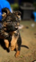 German shepherd puppies for sale