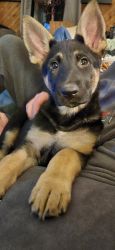 Akc health tested German Shepherd puppy