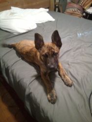 3 MONTH OLD FEMALE GERMAN SHEPARD FOR SALE