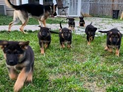 10 German Shepherd puppies