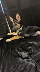 German Shepherd Corgi Mix 4 Month Old Puppy For Sale