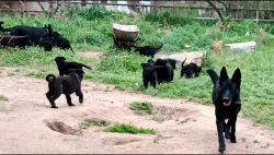 Adorable 10 week old purebred black German Shepherds