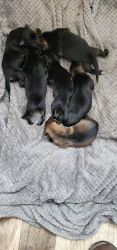 Beautiful Pure Bred GSD Puppies