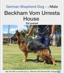 gsddecasadecampo Beckham Vom Urresta House Offspring of V-rated dogs