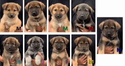 9 German Shepherd Puppies for Sale -8 weeks April 27