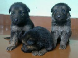 Show Quality GermanShephred Puppies at chalakudy