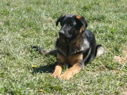 We have the GSD pup you are looking for!