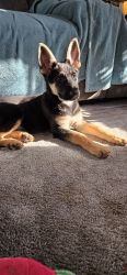 Akc health tested German Shepherd puppy