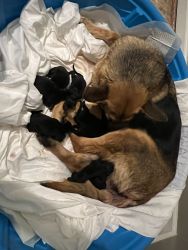 3 week old Pups