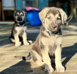Black and Silver German Shepherd Puppies