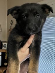 8wk old GSD puppies