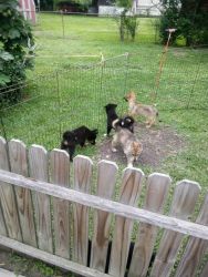 6 German husky puppies