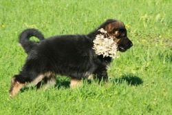 Long hair german shepherd puppies