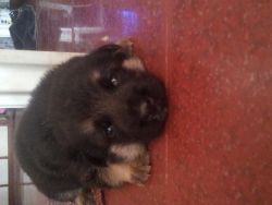 1 male and 1female german sheperd puppy
