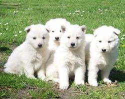 Strong and white German Shepherd dogs