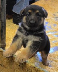 Cute German Shepherd pups ready for adoption