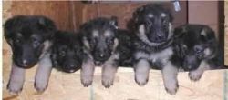 German Shepherd puppies available in Kollam