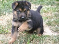 best ever gsd puppy for first caller
