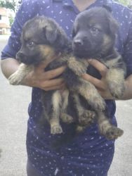 Germansheperd puppies for sale